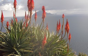 Fiore di aloe